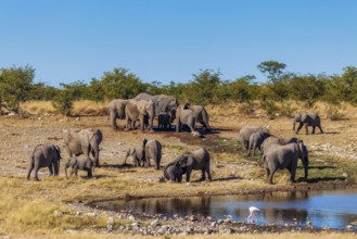 Elephants (Loxodonta africana), herd drinking at a waterhole, endangered species, Red List IUCN,