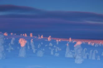Riisitunturi National Park, winter taiga spruce trees covered in heavy frost and snow call Tykky,