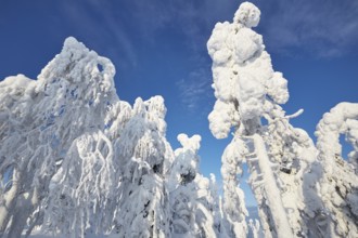 Riisitunturi National Park, winter taiga spruce trees covered in heavy frost and snow call Tykky,