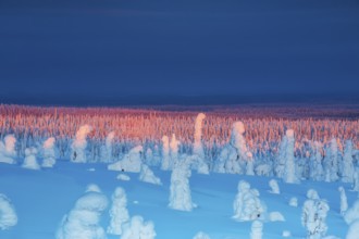 Riisitunturi National Park, winter sunset in the taiga, spruce trees covered in heavy frost and