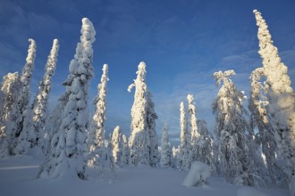 Riisitunturi National Park, winter taiga spruce trees covered in heavy frost and snow call Tykky,