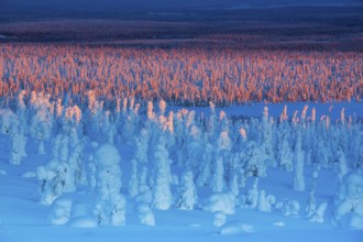 Riisitunturi National Park, winter sunset taiga spruce trees covered in heavy frost and snow call