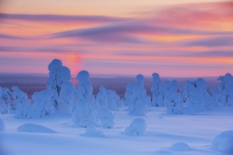 Riisitunturi National Park, Winter sunset in the taiga, spruce trees covered in heavy frost and
