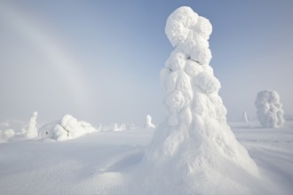 Riisitunturi National Park, winter fog bow and taiga spruce trees covered in heavy frost and snow
