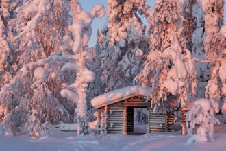Riisitunturi National Park, Park entrance at sunrise, winter taiga spruce trees covered in heavy