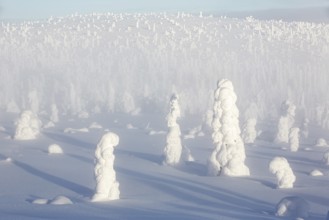 Riisitunturi National Park, winter taiga spruce trees covered in heavy frost and snow call Tykky,