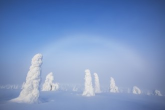 Riisitunturi National Park, winter taiga spruce trees covered in heavy frost and snow call Tykky,