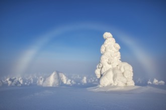 Riisitunturi National Park, winter fog bow and taiga spruce trees covered in heavy frost and snow