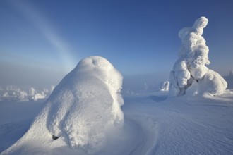 Riisitunturi National Park, winter fog bow and taiga spruce trees covered in heavy frost and snow