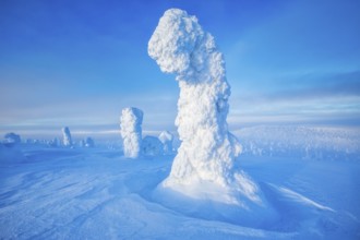 Riisitunturi National Park, winter taiga spruce trees covered in heavy frost and snow call Tykky,