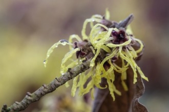 Witch hazel (Hamamelis mollis Pallida), Emsland, Lower Saxony, Germany