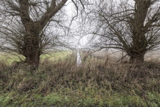 Old willows (Salix) in the fog, Emsland, Lower Saxony, Germany