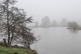 Pond landscape with black alder (Alnus glutinosa) in the fog, Emsland, Lower Saxony, Germany