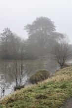 Pond landscape with black alder (Alnus glutinosa) in the fog, Emsland, Lower Saxony, Germany