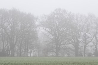 English oaks (Quercus robur) in fog, Emsland, Lower Saxony, Germany