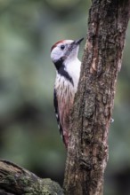 Middle Spotted Woodpecker (Leiopicus medius), Emsland, Lower Saxony, Germany