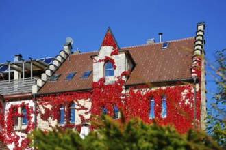Restaurant Altes Forsthaus near Lichtenstein Castle, restaurant, dining restaurant, historic