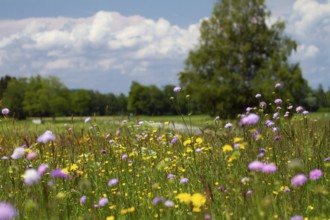 Flowering meadow with widow flowers (Knautia arvensis), and meadow peacock (Crepis biennis), park