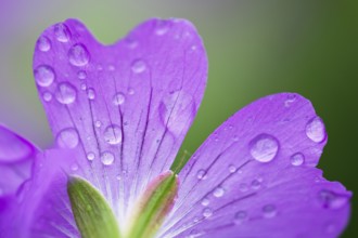 Cranesbill (Geranium spec.), petals with water droplets, detail, close-up, Upper Bavaria, Germany