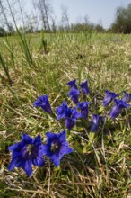 Stemless gentian (Gentiana clusii), blue, gentian meadow, moorland meadow, Upper Bavaria, Germany