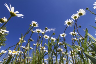 Flower meadow with marguerites (Leucanthemum vulgare), blue sky, Upper Bavaria, Germany