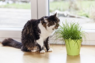 House cat eats cat grass in the apartment, Upper Bavaria, Germany