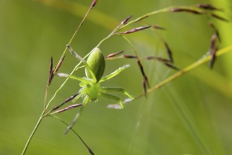 Green huntsman spider (Micrommata virescens), on a blade of grass, Upper Bavaria, Germany