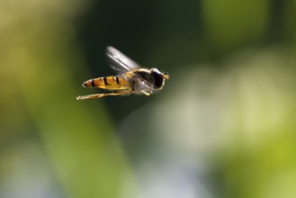 Common winter hoverfly (Episyrphus balteatus), hoverfly flying, Upper Bavaria, Germany