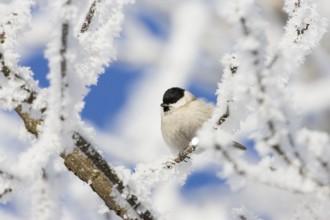 Marsh tit (Poecile palustris), in winter, hoarfrost, Upper Bavaria, Germany