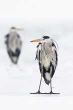 Grey heron (Ardea cinerea), standing on ice, winter, Baltic Sea, Usedom, Mecklenburg-Western