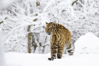 Young Siberian tiger in the snow (Panthera tigris altaica), Zoo, captive