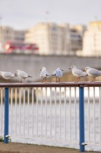 Seagulls sitting on a railing with a bridge and urban architecture in the background, London,