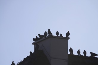 Pigeons in the city in winter, Germany