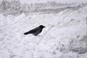 Crow in winter with snow, Germany