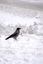 Crow in winter with snow, Germany