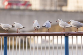 Six seagulls sit on a railing by the river in an urban setting, London, England, Great Britain