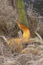 Tree bit by beaver near Spechthausen, Brandenburg, Germany