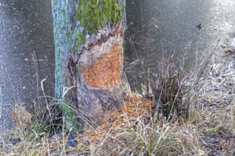 Tree bit by beaver near Spechthausen, Brandenburg, Germany