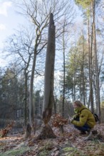Woman taking pictures of a tree bitten by beaver near Spechthausen, Brandenburg, Germany