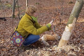 Woman taking pictures of a tree bitten by beaver near Spechthausen, Brandenburg, Germany