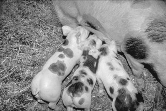 Piglets of the Pietrain breed (Sus scrofa domesticus) suckling with the mother sow, black and