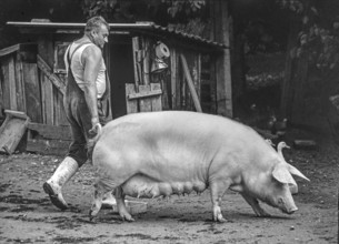 Farmer leads a mother sow on a farm, black and white, Franconia, Bavaria, Germany