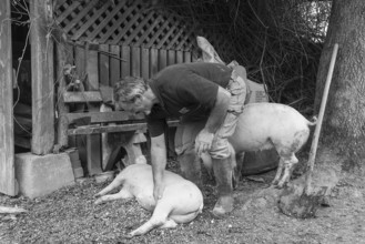 Farmer caressing his two domestic pigs (Sus scrofa domesticus) on his farm, Middle Franconia,