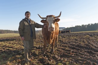 Farmer with his Salers beef in the pasture, Middle Franconia, Bavaria, Germany