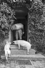 Farmer carries a sack of potatoes into the house, two domestic pigs (Sus scrofa domesticus) follow