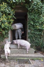 Farmer carries a sack of potatoes into the house, two domestic pigs (Sus scrofa domesticus) follow
