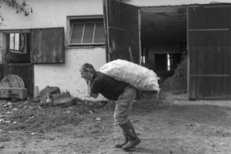 Farmer carrying a sack of potatoes on the farm, black and white, Middle Franconia, Bavaria, Germany