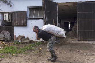 Farmer carrying a sack of potatoes on the farm, Middle Franconia, Bavaria, Germany