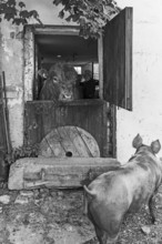 Young bull looking out of a stable door, a mother pig in front, on an old farm, Bavaria, Germany