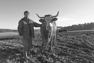 Farmer with his Salers beef in the pasture, black and white, Middle Franconia, Bavaria, Germany